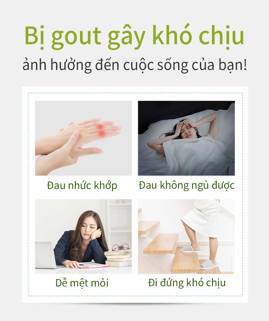 Mười người đã có 3 người bị bệnh gout ,nam giới bị bệnh gout nhiều hơn nữ gấp 6 lần ,khoảng 80% là do cơ địa ,muốn điều chỉnh cơ địa giảm tỷ số axit urene có thể uống viên nang quả nhàu BHK