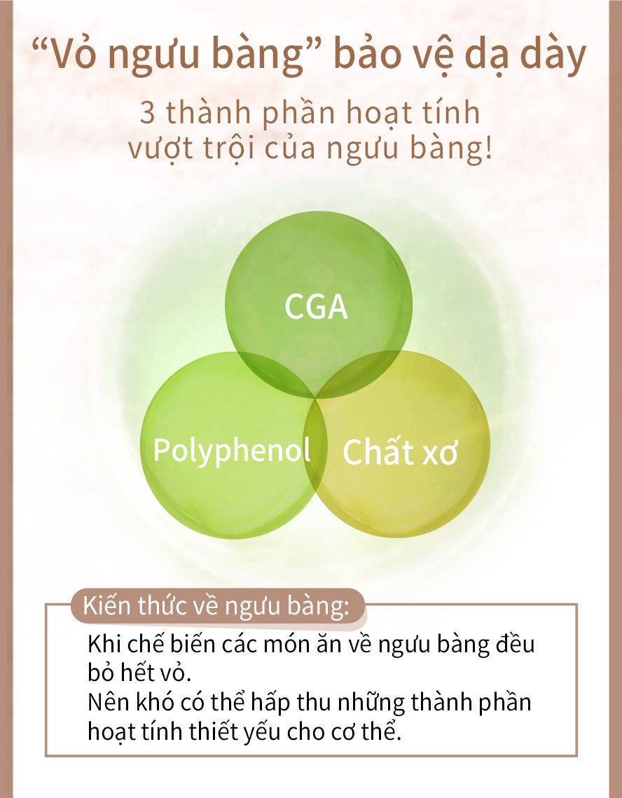 Polyphenol, Axit chlorogenic, chất xơ duy trì chức năng tiêu hóa tốt