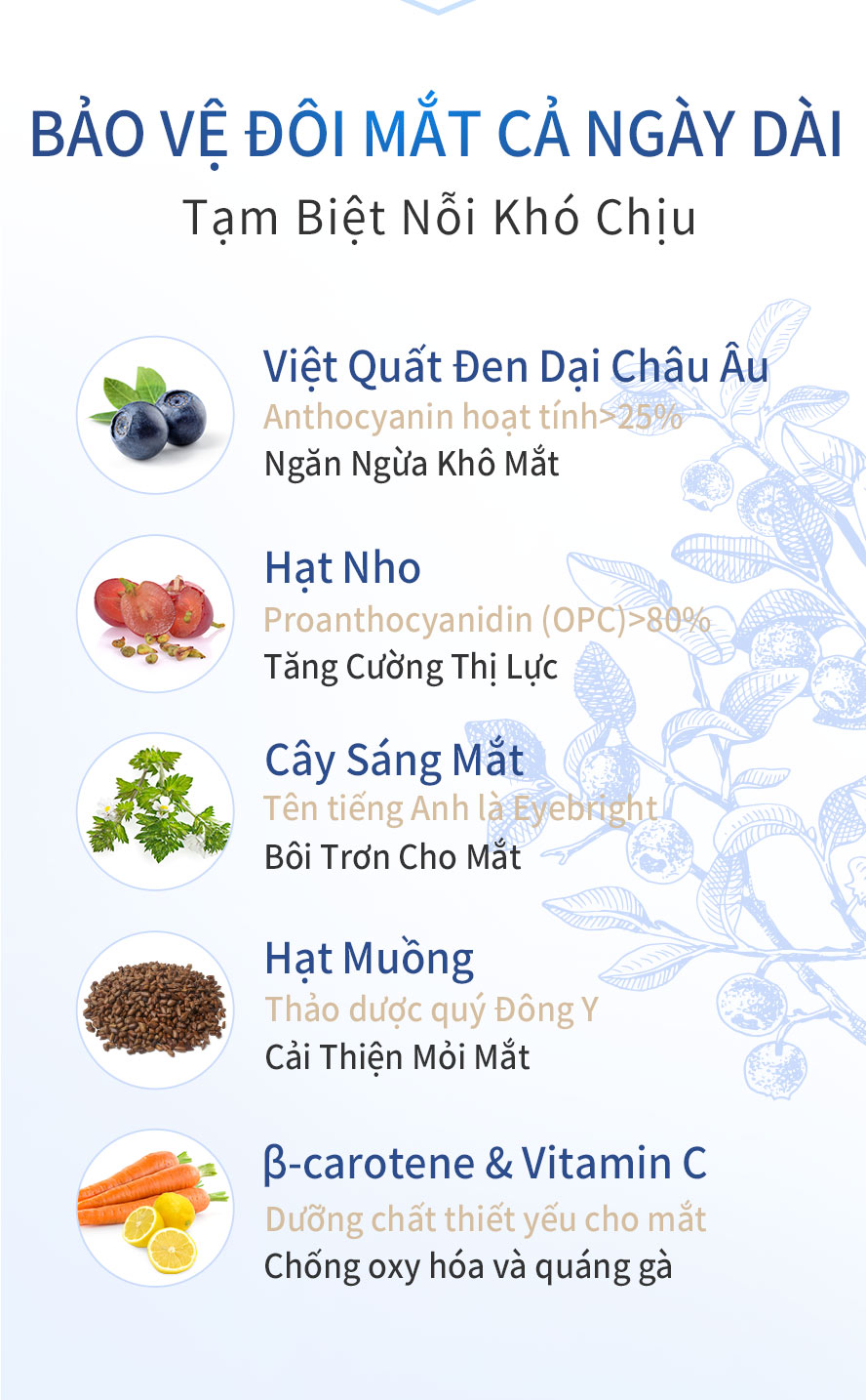 anthocyanin trên 50mg, chiết xuất hạt nho, OPC trên 72mg còn tốt hơn nho đen